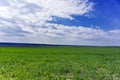 Flat field, green wheat grew up under the blue sky. Arable lan Royalty Free Stock Photo