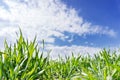 Flat field of green wheat, grew up under the blue sky. Arable lan Royalty Free Stock Photo