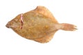 Flat fish on white