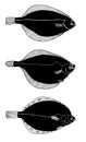 Flat fishes. Line black illustration collection.
