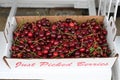 Fresh Sour Pie Cherries Royalty Free Stock Photo