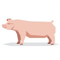 Flat geometric Chester white pig Royalty Free Stock Photo