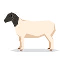 Flat geometric Dorper sheep Royalty Free Stock Photo