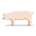 Flat geometric Yorkshire pig Royalty Free Stock Photo