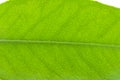 Flat a green leaf of citrus-tree. Isolated on white background. Royalty Free Stock Photo