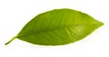 Flat a green leaf of citrus-tree. Isolated on white background. Royalty Free Stock Photo