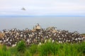 Flat guillemot colony (2) Royalty Free Stock Photo