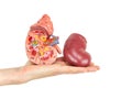 Flat hand showing model human kidney