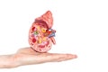 Flat hand showing model with inside of human kidney Royalty Free Stock Photo