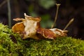 Flat Head Light Brown Mushroom Growing on A Tree