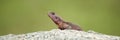 Flat-Headed Rock Agama