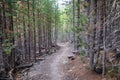 Flat hiking trail path through a forest of lodgepole pine trees to Mystic Falls in Yellowstone National Park Royalty Free Stock Photo