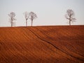 Flat horizon with group of dried trees