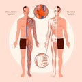 Flat human body organ systems composition Royalty Free Stock Photo