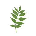 Flat icon ash leaf Royalty Free Stock Photo