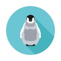 Flat icon baby penguin Royalty Free Stock Photo