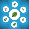 Flat Icon Bio Set Of Baobab, Maple, Acacia Leaf And Other Vector Objects. Also Includes Oak, Alder, Evergreen Elements. Royalty Free Stock Photo