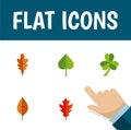 Flat Icon Maple Set Of Linden, Hickory, Frond And Other Vector Objects. Also Includes Leaf, Linden, Hickory Elements.