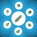 Flat Icon Nature Set Of Acacia Leaf, Foliage, Maple And Other Vector Objects. Also Includes Leaf, Tree, Foliage Elements Royalty Free Stock Photo
