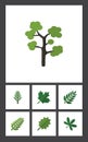 Flat Icon Nature Set Of Acacia Leaf, Leaves, Maple And Other Vector Objects. Also Includes Jungle, Evergreen, Willow