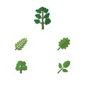Flat Icon Nature Set Of Forest, Alder, Leaves And Other Vector Objects. Also Includes Acacia, Leaf, Forest Elements.