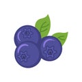 Flat icons for blueberry,fruit,vector illustrations