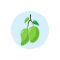 Flat icons for Mango,fruit,vector illustrations