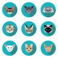 Flat icons set of pedigreed cats