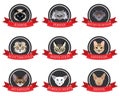 Flat icons set of pedigreed cats with the names