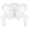 Flat illustration of the pelvis