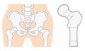 Flat illustration of the pelvis