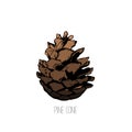 Flat illustration - Pine cone for Christmas decore