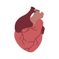 Flat illustration of realistic heart with aorta and veins. Medical picture. Original element for cards on Valentine Day.