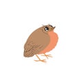 Flat illustration of thrush chick isolated on whte