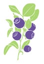 Flat image of branch of blueberry simply colored. Hand-drawn illustration of bilberry simply colored. Blue berries and