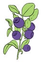 Flat image of branch of ripe blueberry. Hand-drawn illustration of bilberry simply colored. Blue berries and green