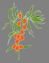 Flat image of branch of ripe sea-buckthorn. Hand-drawn illustration of Sandthorn simply colored. Orange berries and