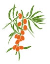 Flat image of branch of ripe sea-buckthorn. Hand-drawn illustration of Sandthorn simply colored. Orange berries and