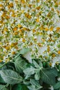 Flat image of meadow chamomile flowers and green mint leaves on a white tray.