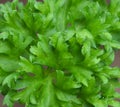 Flat Italian Parsely Or Crispum Neapolitanum Growing In Summer Royalty Free Stock Photo