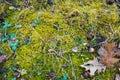 Flat lay background texture mix of bright green moss covering black soil, some green clover plants, autumn field Royalty Free Stock Photo