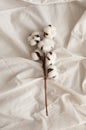 Flat lay Beautiful cotton branch on white fabric on top of copy space. Delicate white cotton flowers. Eco textiles