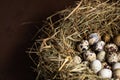 Flat lay with Bird`s nest with quail eggs. Easter concept