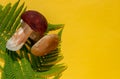 Flat lay with Boletus edulis, penny bun, cep or porcini with fern green leaves