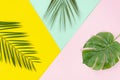 Flat lay border arrangement with Phoenix and Monstera palm leaves on pop multicolor background
