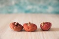 Flat lay bulbs of gladioli on a blue background and copy space Royalty Free Stock Photo