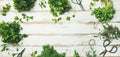 Various fresh green kitchen herbs over wooden background, wide composition Royalty Free Stock Photo