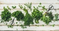Various fresh green kitchen herbs Royalty Free Stock Photo