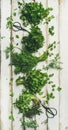 Various fresh green kitchen herbs over white wooden background Royalty Free Stock Photo