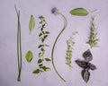 A flat lay collection of garden herbs and their flowers Royalty Free Stock Photo